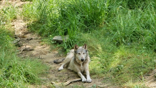 IMG-20260628-WA0017